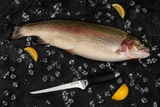 Flint & Flame 7 in Fillet Knife