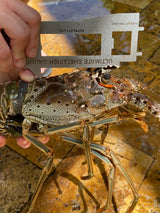 Ultimate Shellfish Gauge Measuring Tool Florida Edition