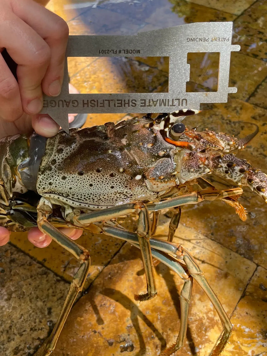 Ultimate Shellfish Gauge Measuring Tool Florida Edition